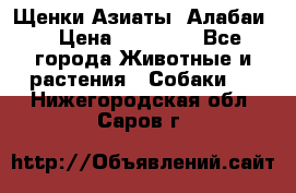 Щенки Азиаты (Алабаи) › Цена ­ 20 000 - Все города Животные и растения » Собаки   . Нижегородская обл.,Саров г.